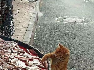 Potret Kocak Tingkah Hewan Ketahuan Curi Makanan