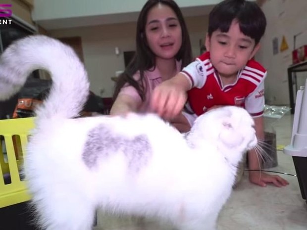 Gemas! Nyonya sultan Andara turut pelihara kucing. Diadopsi dari Rusia dan Ukraina hingga punya paspor/Foto: detik.com