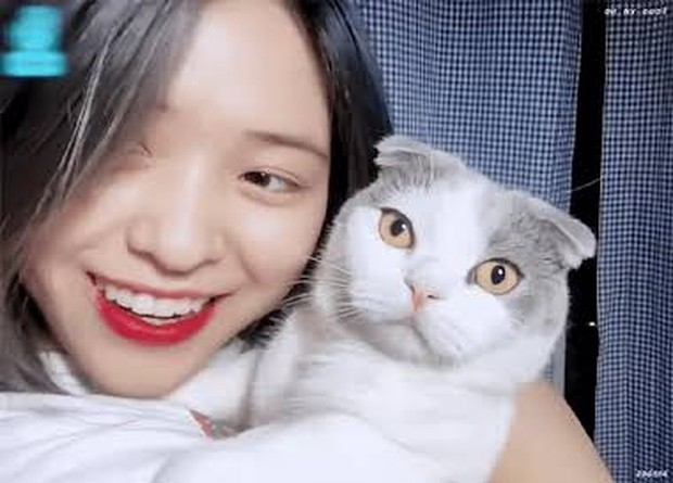 Juga pelihara kucing, gemasnya Ryujin ITZY ajak kedua kucingnya ikut Live Streaming/Foto: koreaboo.com
