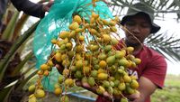 Bukan di Timur Tengah, Kurma Ini Dipanen di Aceh