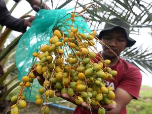 Bukan di Timur Tengah, Kurma Ini Dipanen di Aceh