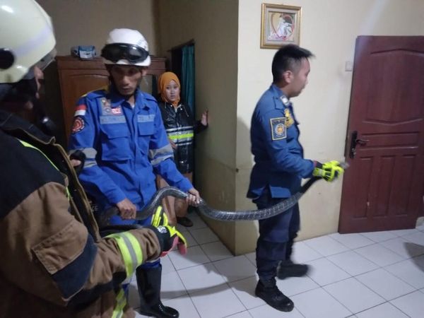 Hiii! Foto 4 Teror King Cobra di Tempat Tak Terduga