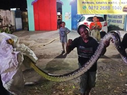 Bikin Kaget! Ular Piton 3,6 Meter Tiba-tiba Nyelonong ke Warung Soto