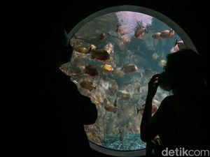 Yuk! Ngabuburit Sambil Melihat Pemberian Pakan Ikan Yuk! Ngabuburit Sambil Melihat Pemberian Pakan Ikan