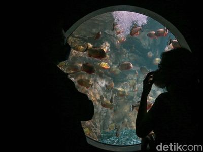 Yuk! Ngabuburit Sambil Melihat Pemberian Pakan Ikan