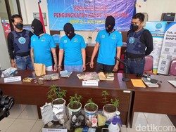 Edarkan-Tanam Ganja, 3 Pria Ini Diringkus BNNP DIY