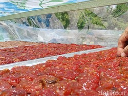 Manis Segar Tomat di Bojonegoro Diproses jadi Kurma Jawa, Cocok untuk Takjil