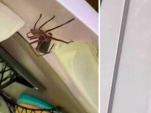 Nemu Laba-laba Berbisa di Campervan, Turis: Bakar Mobilnya Sekarang Juga