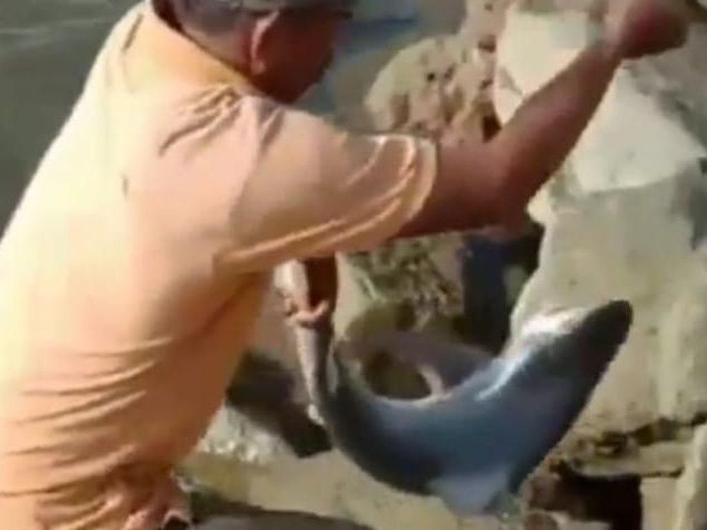 Warga Dapat Ikan Hiu Saat Mancing di Kawasan Masjid Al Alam Kendari