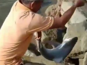Kisah Warga Kendari Niat Mancing Ikan Biasa di Masjid Al-Alam Tapi Dapat Hiu Kisah Warga Kendari Niat Mancing Ikan Biasa di Masjid Al-Alam Tapi Dapat Hiu