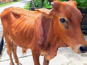 Australia Sengaja Impor Sapi Mengidap Penyakit Kulit dari Indonesia untuk Kembangkan Vaksinnya