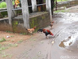 Pemangsa Hewan Ternak Misterius di Cianjur Itu Terungkap
