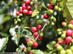 Ukraina Lanjut Ekspor Biji-bijian Meski Terus Dibom Rusia