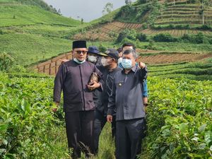 Bupati Garut Mau Pasok Cabai buat Idul Fitri: 400 Hektare Siap Panen