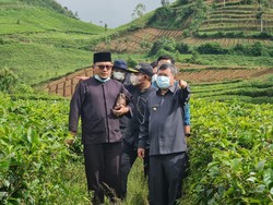 Bupati Garut Mau Pasok Cabai buat Idul Fitri: 400 Hektare Siap Panen