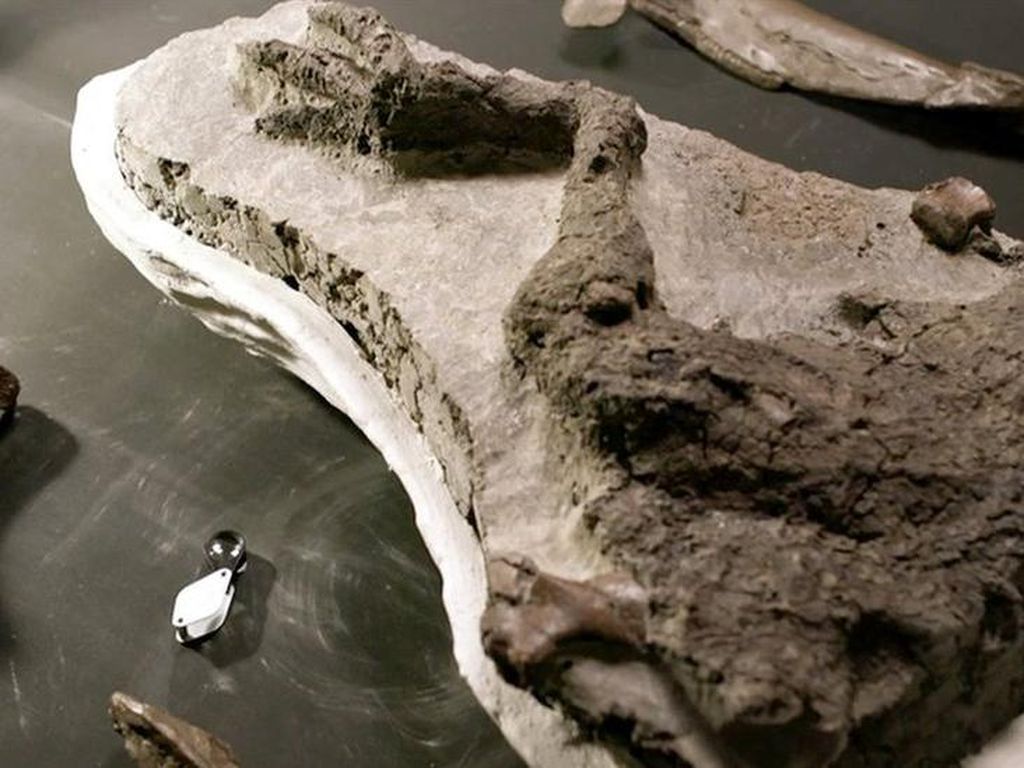 Ditemukan, Fosil Dinosaurus Mati dalam Serangan Asteroid 66 Juta Tahun Lalu