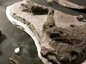 Ilmuwan Chile Temukan Fosil Dinosaurus Berparuh Bebek Ilmuwan Chile Temukan Fosil Dinosaurus Berparuh Bebek
