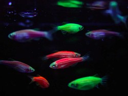 Ikan Glow in the Dark Bikin Takut Warga Brasil