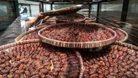 Jangan Terkecoh, Ini Tomat dengan Rasa Kurma dari Semarang
