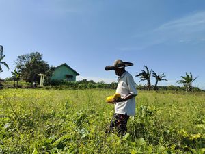 Melihat Desa Banjarsari di Banten Penghasil Timun Suri Saat Puasa