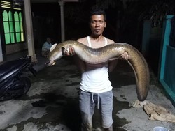 Jumbo! Warga Banjarnegara Tangkap Ikan Pelus 12 Kg di Sungai Serayu