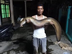 Jumbo! Warga Banjarnegara Tangkap Ikan Pelus 12 Kg di Sungai Serayu Jumbo! Warga Banjarnegara Tangkap Ikan Pelus 12 Kg di Sungai Serayu