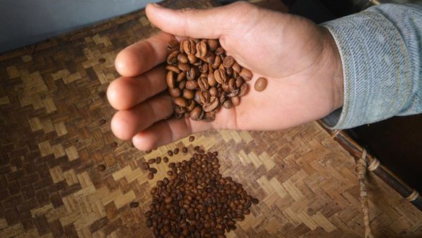 Aroma Kopi Solok Radjo dari Ranah Minang yang Mendunia