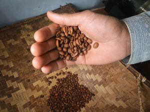 Aroma Kopi Solok Radjo dari Ranah Minang yang Mendunia