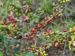 Mengintip Peluang Bisnis Kopi di Indonesia, Masih Bikin Cuan?