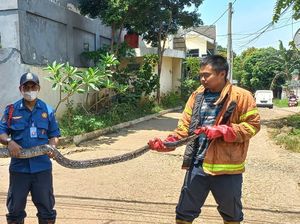 Damkar Evakuasi Ular 3,5 Meter dari Belakang Rumah Warga Bekasi