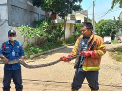 Damkar Evakuasi Ular 3,5 Meter dari Belakang Rumah Warga Bekasi
