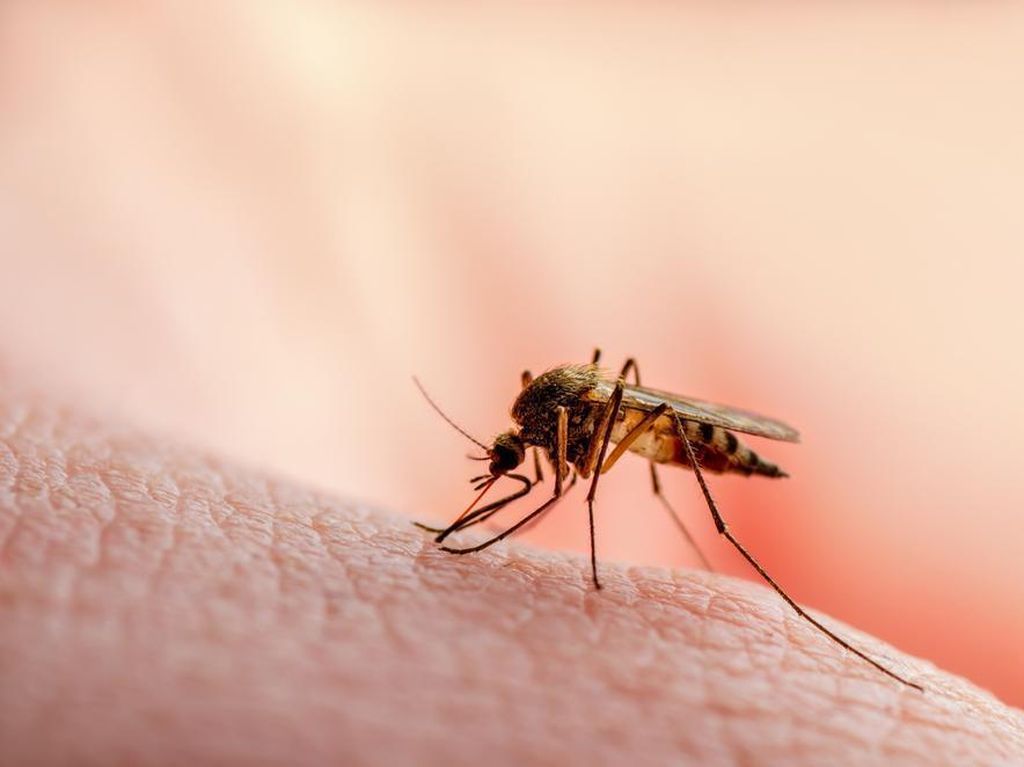 Bukan untuk Makan, Ini Alasan Nyamuk Senang Menggigit Manusia