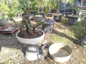 OMG! Bongkar Pot Bonsai, Warga Jembrana Temukan Granat Aktif