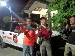 Mak Tratap! Ular Dumung Macan Ngumpet di Rongga Lantai WC di Klaten