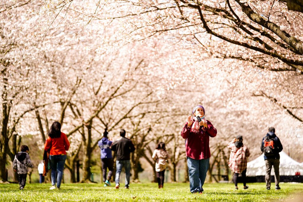 People make photographs beneath the cherry blossoms at the Fairmount Park Horticulture Center in Philadelphia, Friday, April 8, 2022. (AP Photo/Matt Rourke)