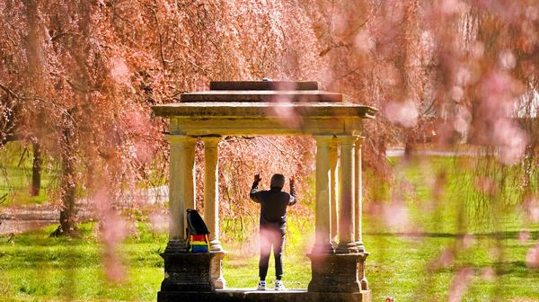 Sepenggal Kehangatan Dunia Sakura di Negeri Paman Sam