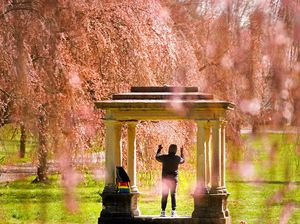 Sepenggal Kehangatan Dunia Sakura di Negeri Paman Sam