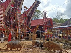 Tradisi Mangrara Banua Toraja, Syukuran Rumah Tongkonan-Ratusan Babi Dipotong