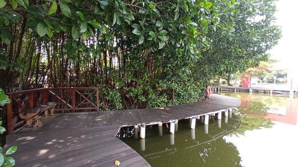 Foto: Treking Hutan Mangrove Instagrammable Semarang