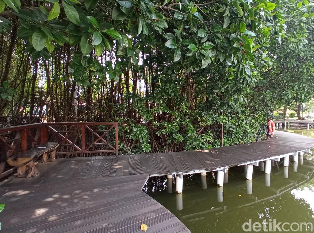 Foto: Treking Hutan Mangrove Instagrammable Semarang