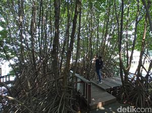 Upaya Indonesia Bersihkan Sampah yang Mengancam Ekosistem Mangrove