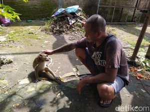 Berkenalan dengan Pasutri Penyelamat Monyet dari Magelang
