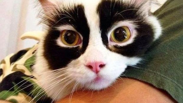 Fotoinet kumpulan kucing dengan motif aneh unik