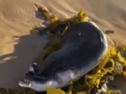 Makhluk Mirip Alien Kejutkan Australia