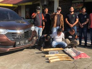 Polisi Tangkap 3 Pelaku Terkait Jual Beli 4 Gading Gajah Polisi Tangkap 3 Pelaku Terkait Jual Beli 4 Gading Gajah