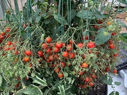 Siap Pecahkan Rekor Dunia! Satu Pohon Ini Berbuah 1.269 Tomat