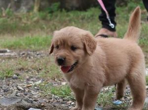 Anjing Retriever Miliknya Hilang, Pria Manado Buka Sayembara Hadiah Rp 5 Juta Anjing Retriever Miliknya Hilang, Pria Manado Buka Sayembara Hadiah Rp 5 Juta