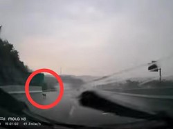 Viral Video Anjing Masuk Tol Bawen, Begini Faktanya