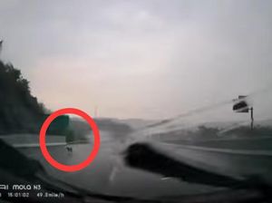 Viral Video Anjing Masuk Tol Bawen, Begini Kata PT TMJ-DMFI Viral Video Anjing Masuk Tol Bawen, Begini Kata PT TMJ-DMFI