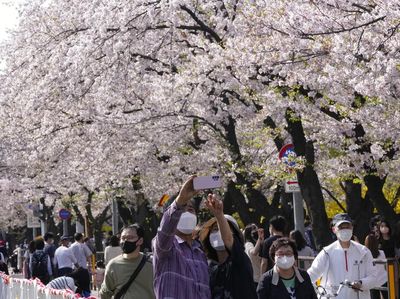 Indahnya... Menikmati Bunga Sakura Bermekaran di Korsel